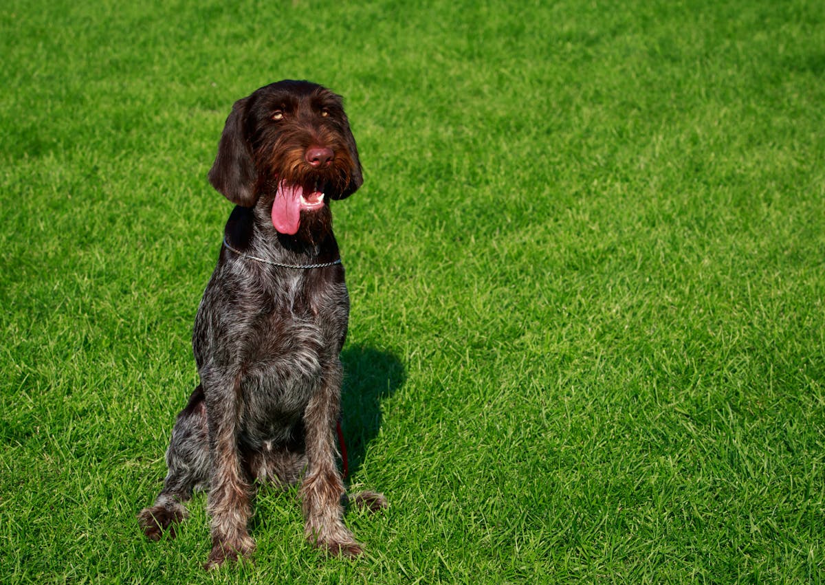 Drahthaar assis dans une pelouse, il tire la langue 