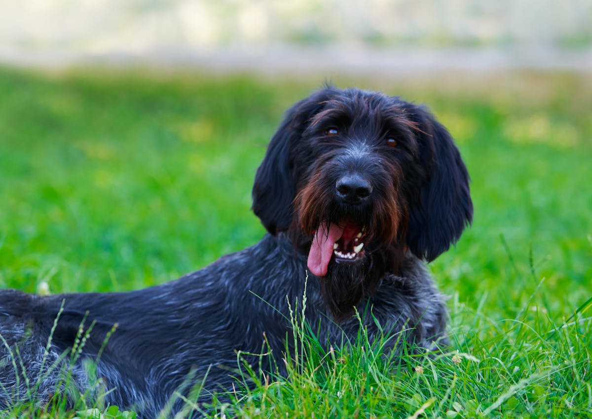 Drahthaar couché dans l'herbe, il est attentif et tire la langue en regardant l'objectif de la caméra