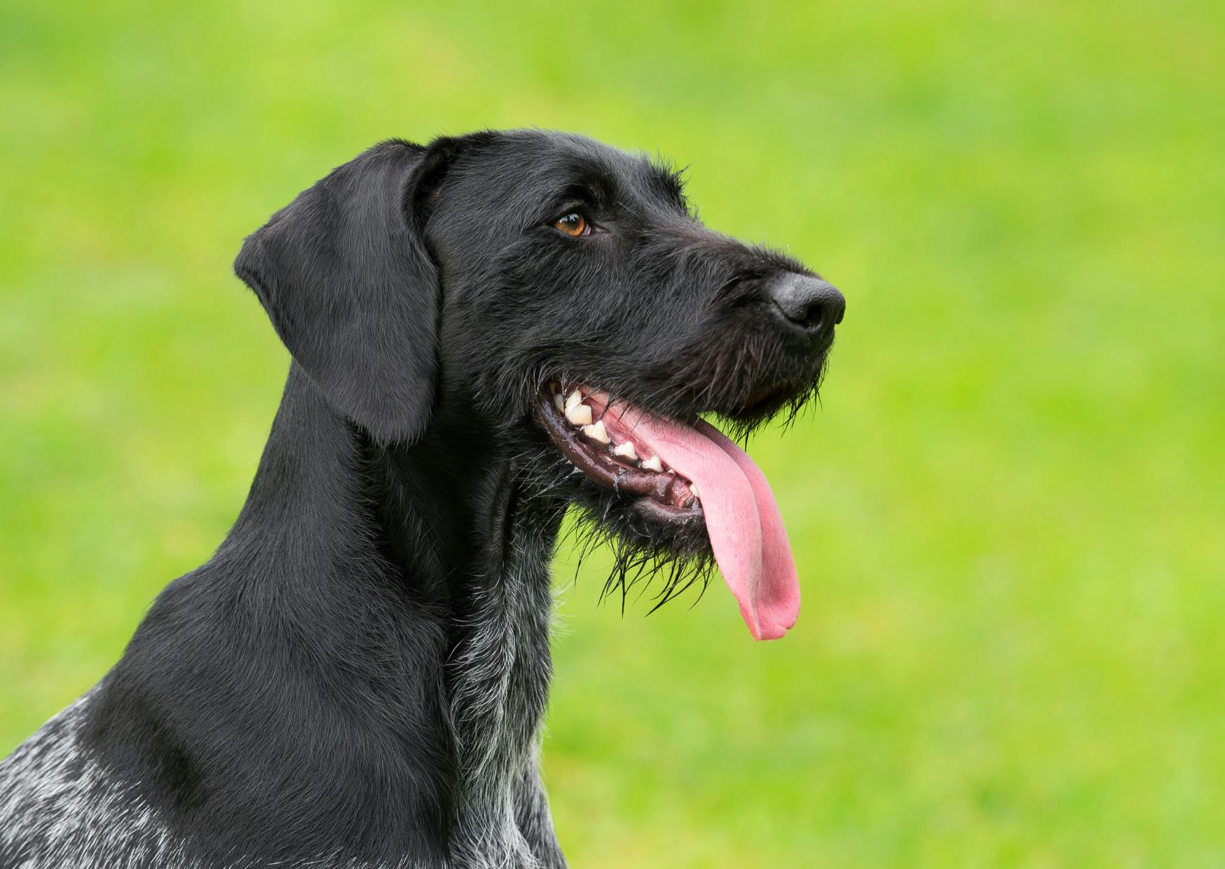 Drahthaar de profil, il tire la langue et regarde droit en face de lui