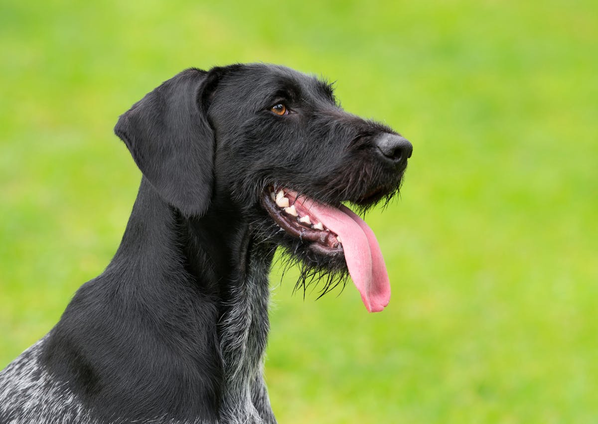 Drahthaar de profil, il tire la langue et regarde droit en face de lui 
