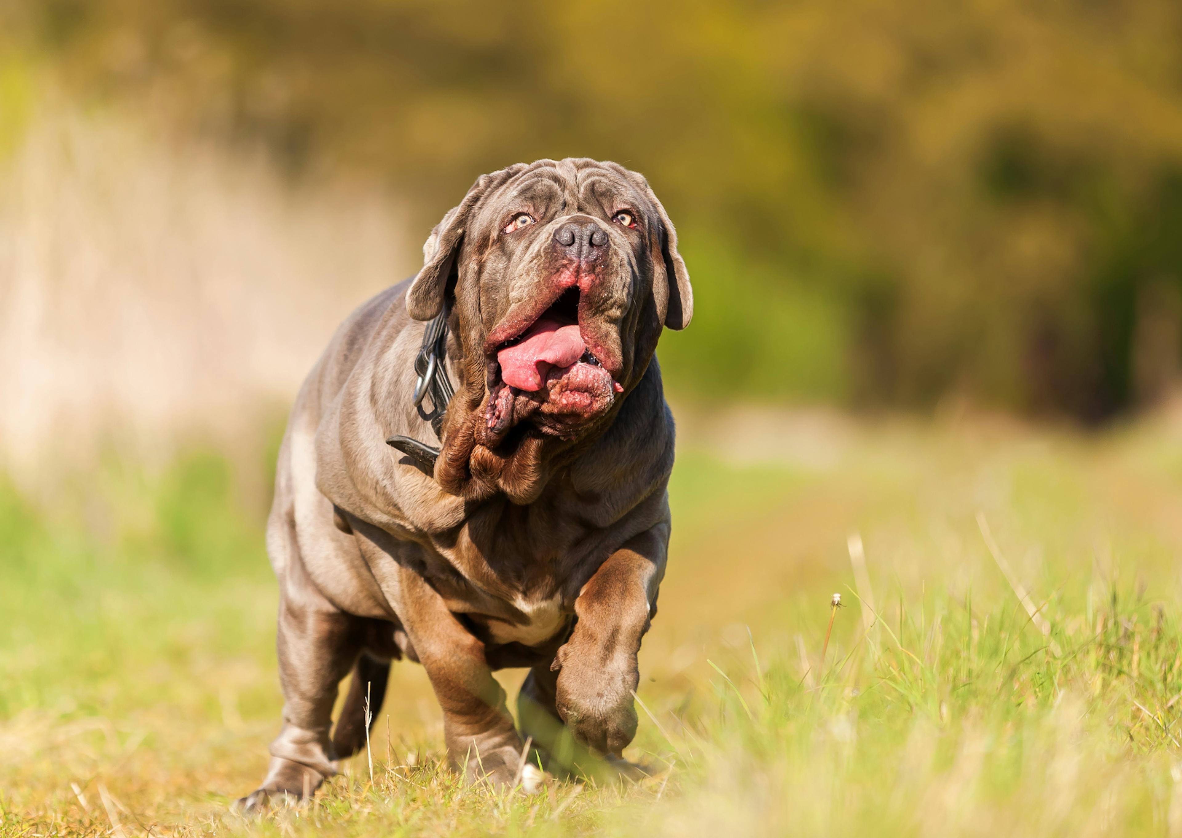 Matin de Naples qui court dans l'herbe 
