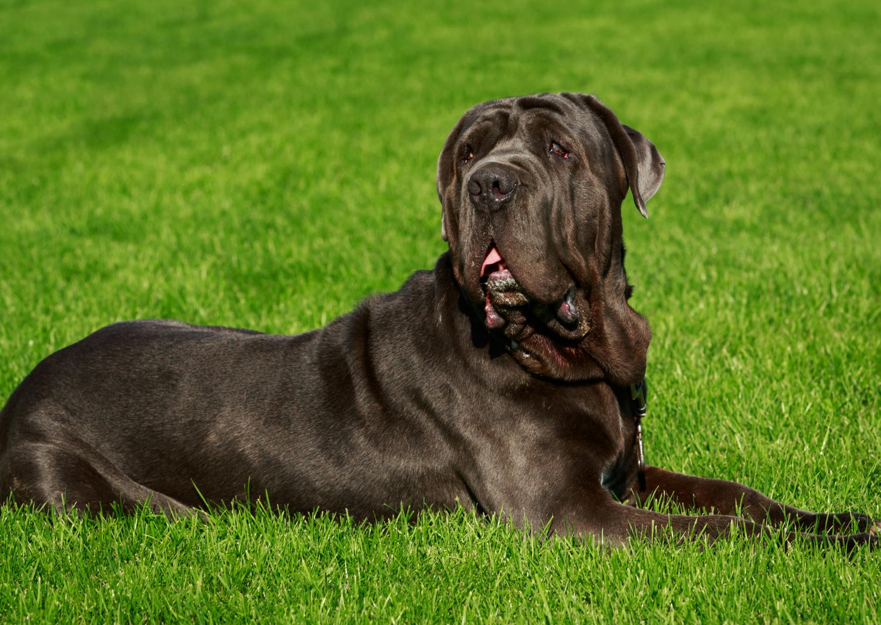 Matin de Naples couché dans la pelouse, il regarde vers l'arrière