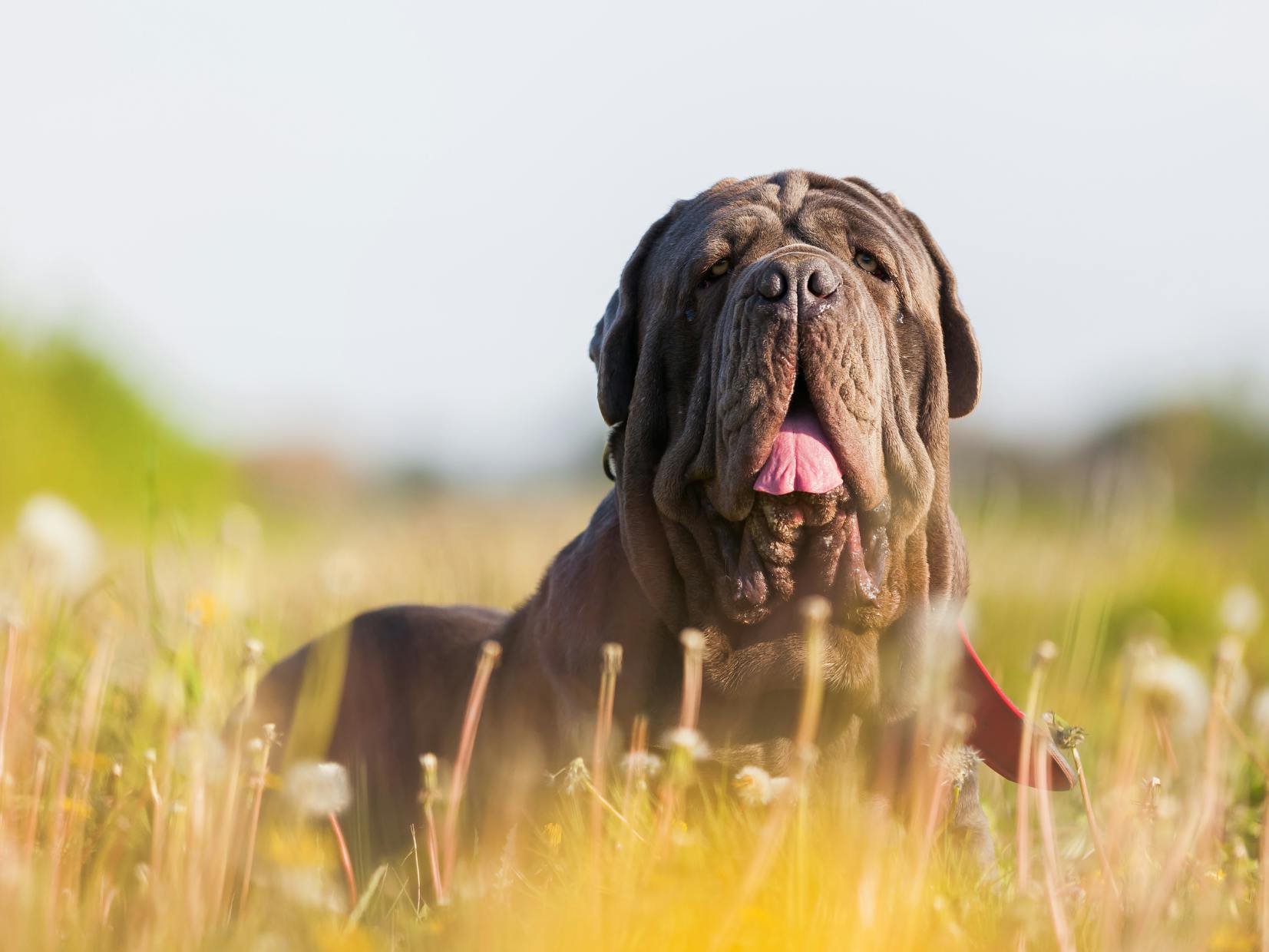 Matin de Naples couché dans l'herbe, il tire la langue