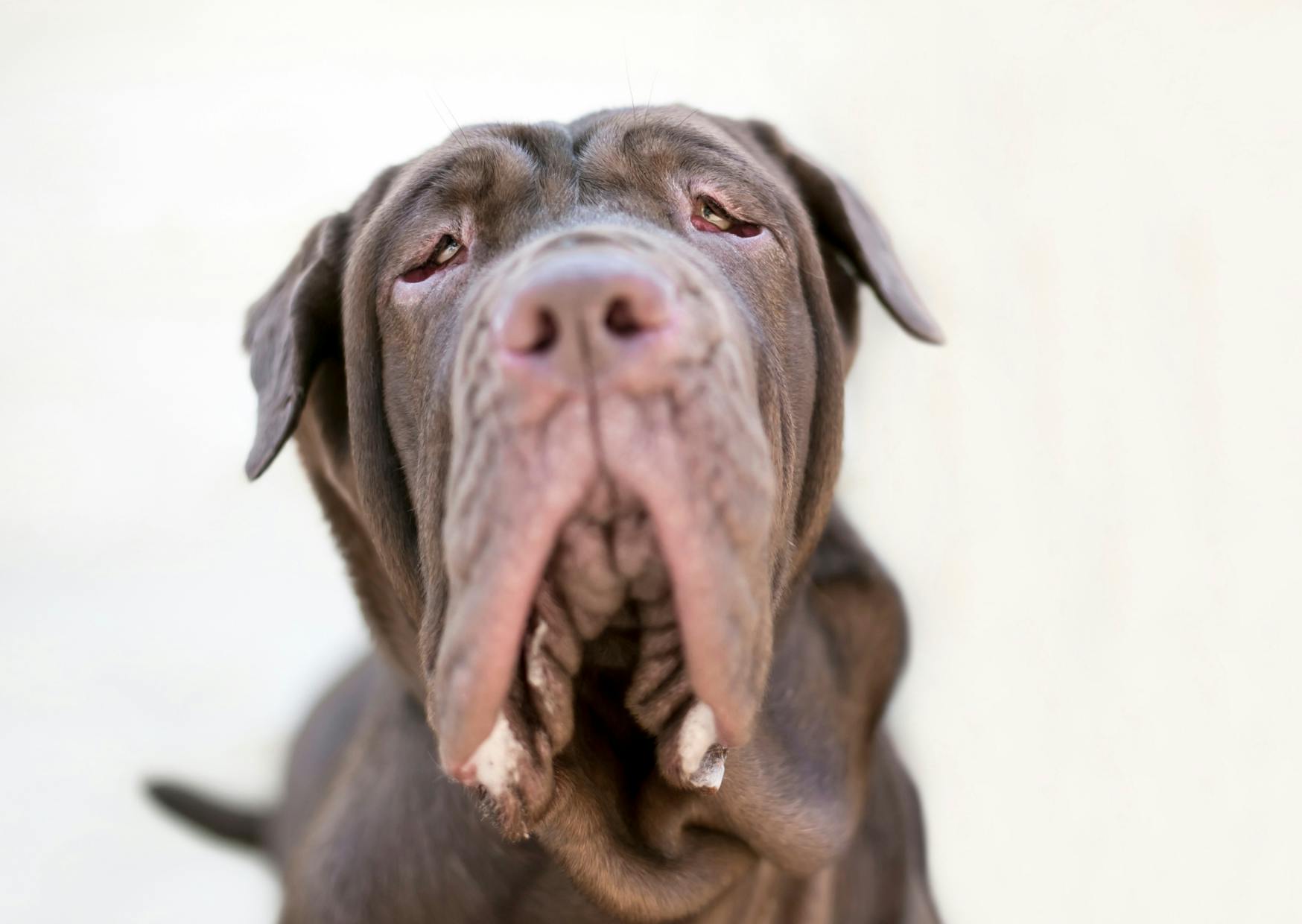 Matin de Naples qui lève la tête vers le haut
