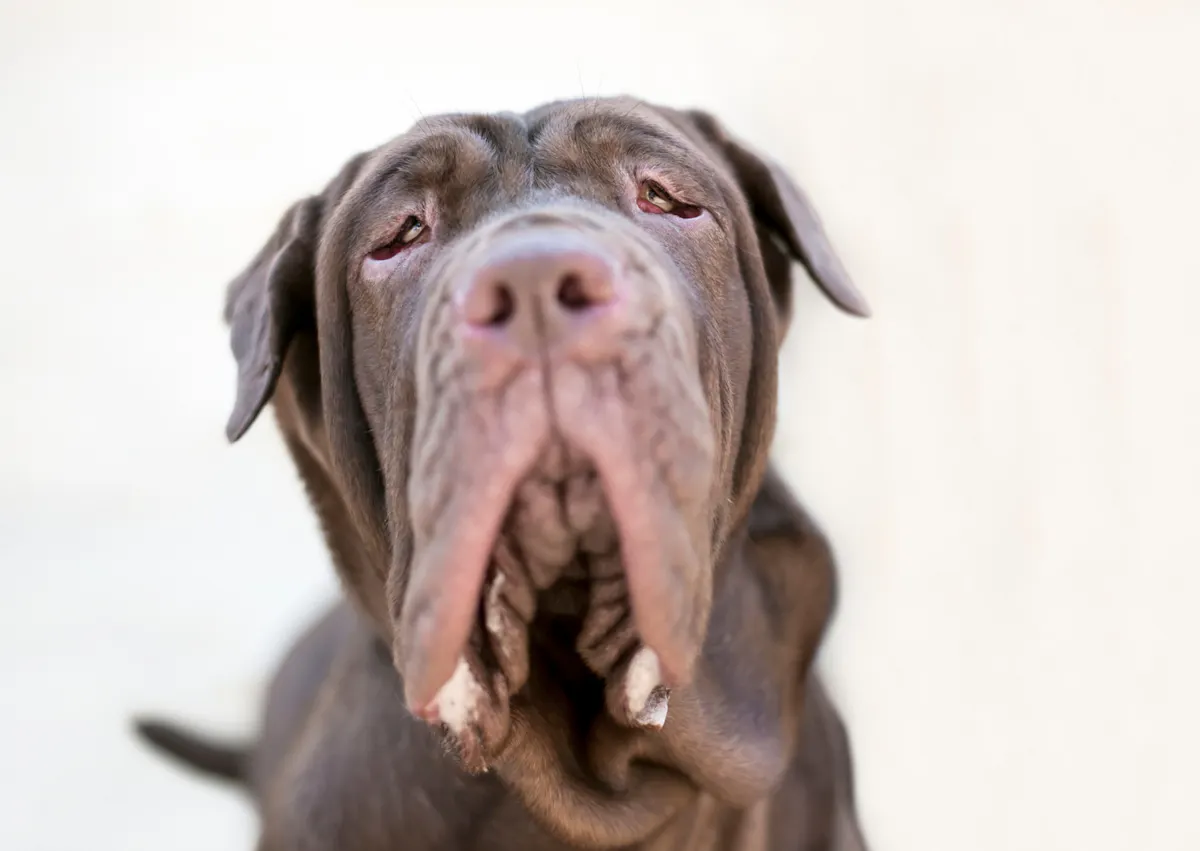 Matin de Naples qui lève la tête vers le haut 