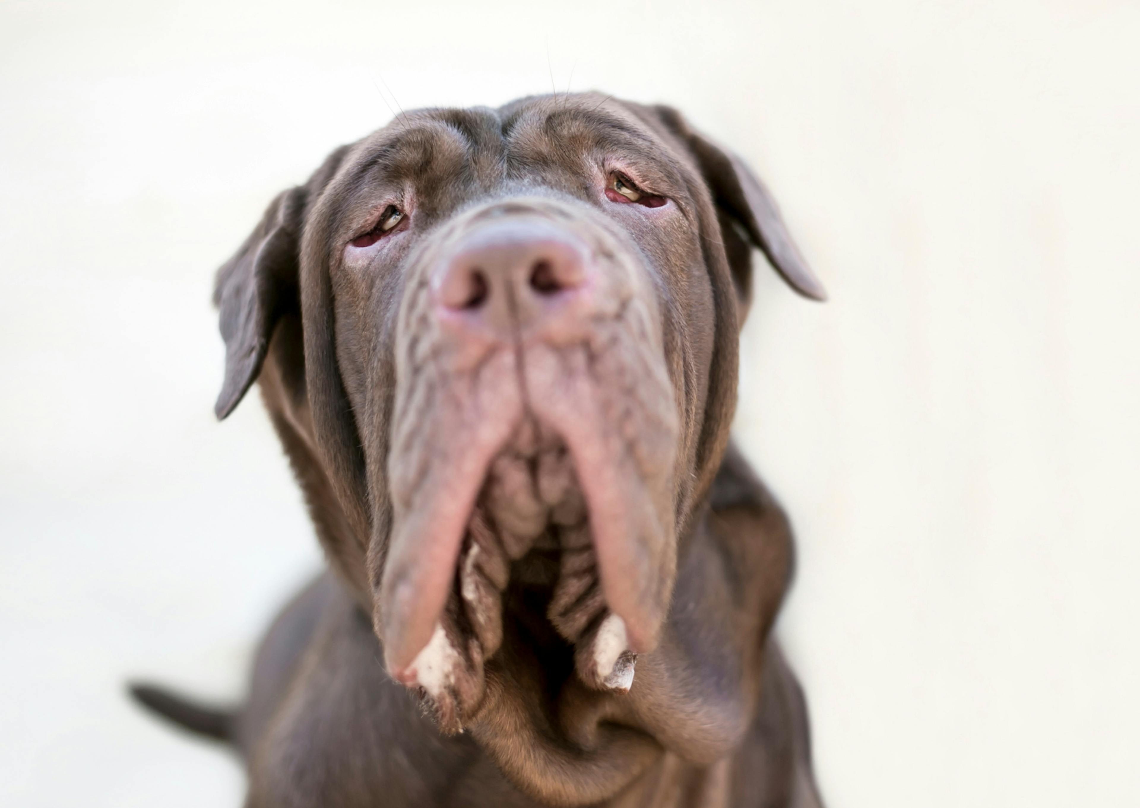 Matin de Naples qui lève la tête vers le haut 