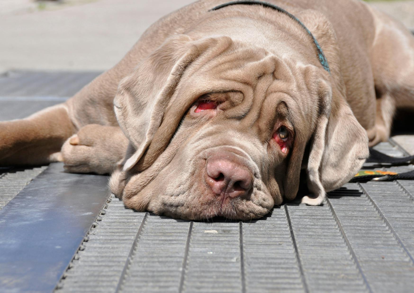 Matin de Naples couché sur le sol, il lève les yeux avec un air curieux