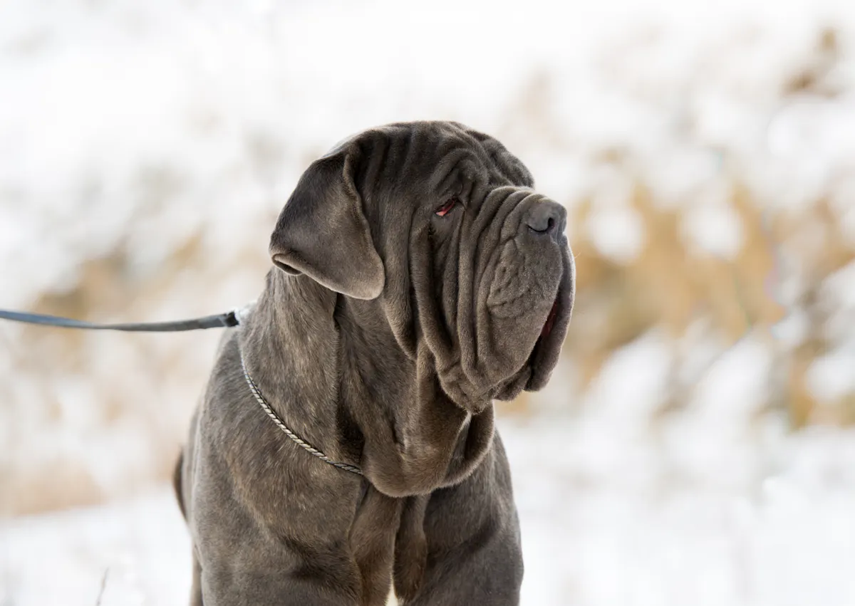 Matin de Naples qui regarde sur le côté