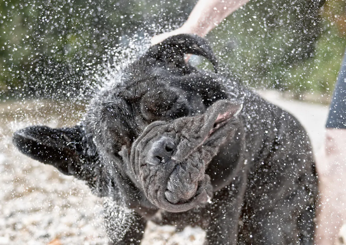 Matin de Naples qui se secoue la tête avec pleins de goutelettes d'eau autours de lui