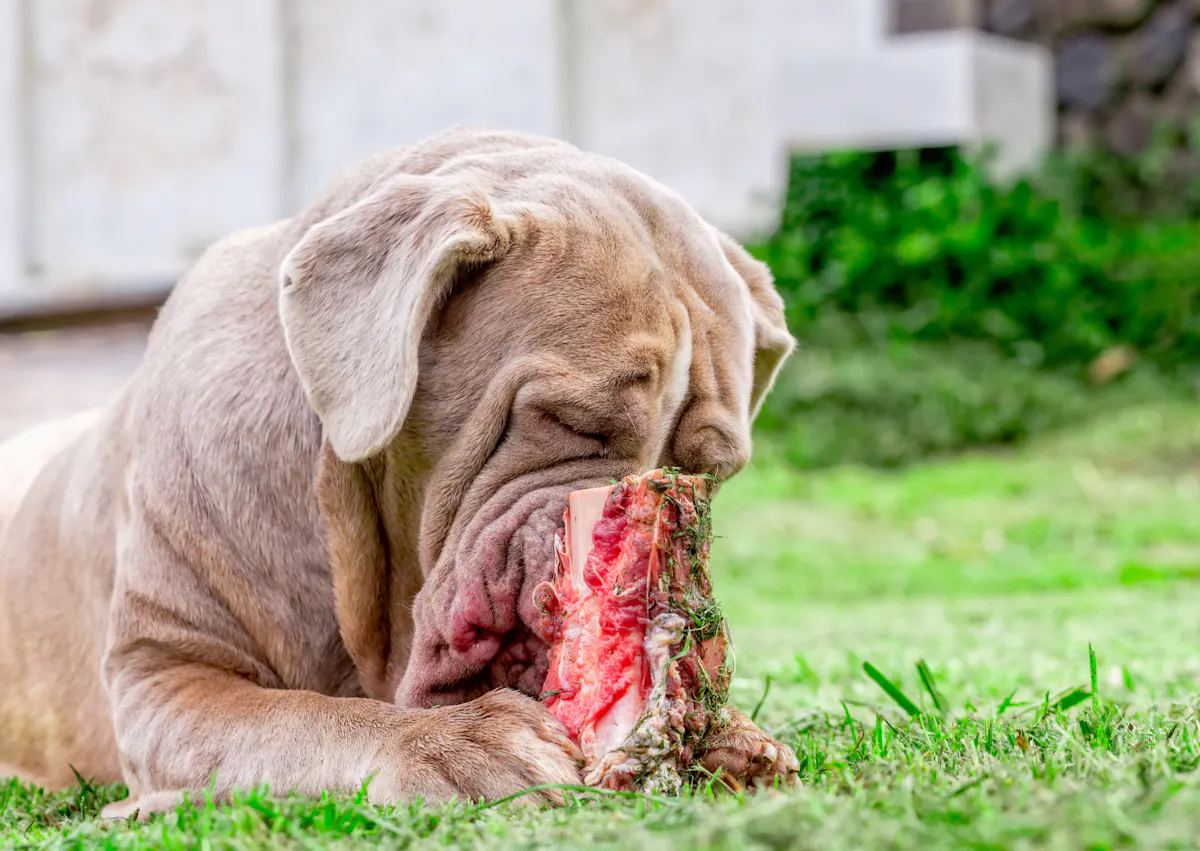 Matin de Naples qui mange un os dans l'herbe