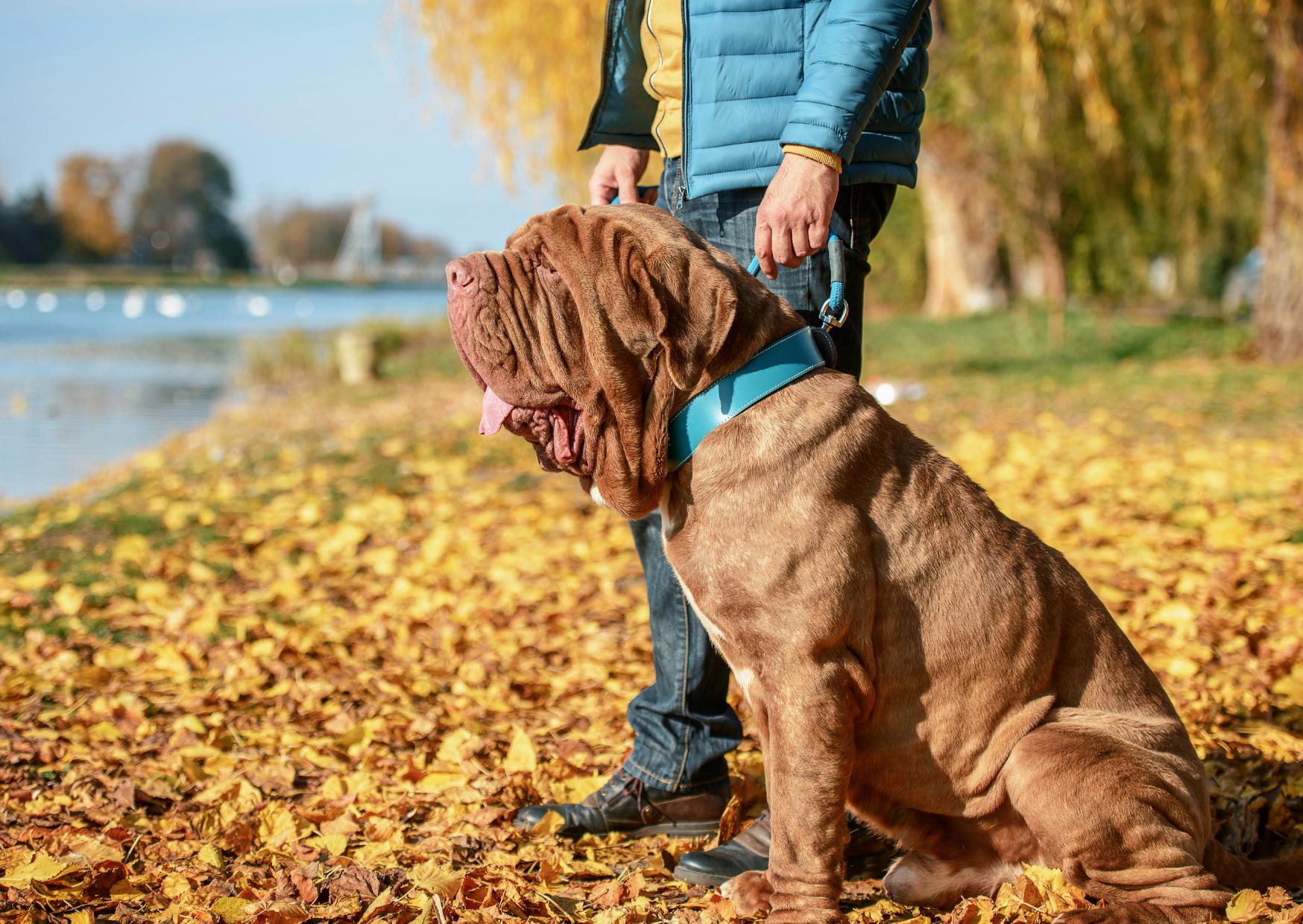 Matin de Naples assi à côté de son maître