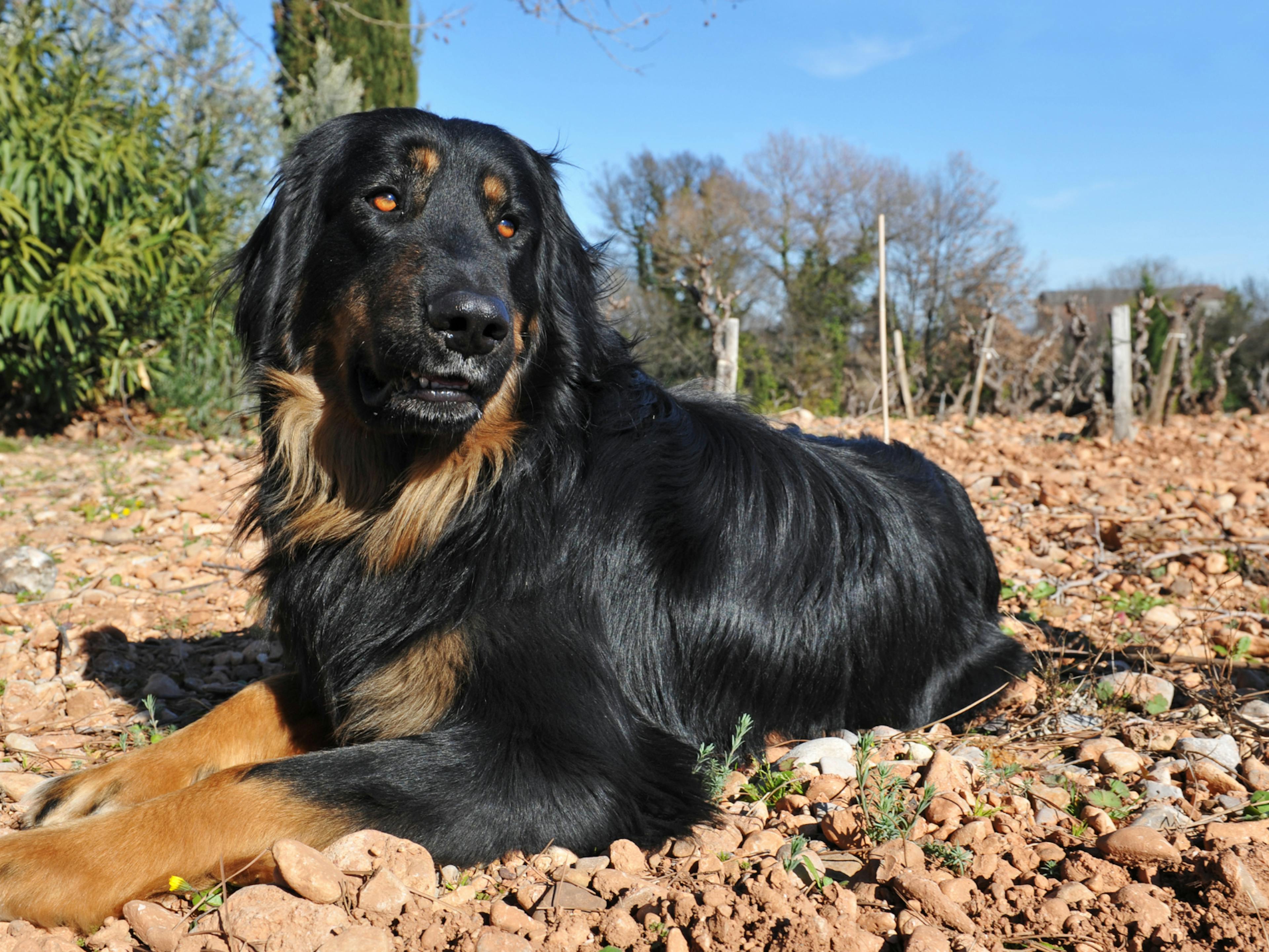Hovawart  couché dans un tas de feuilles et qui regarde sur le côté 