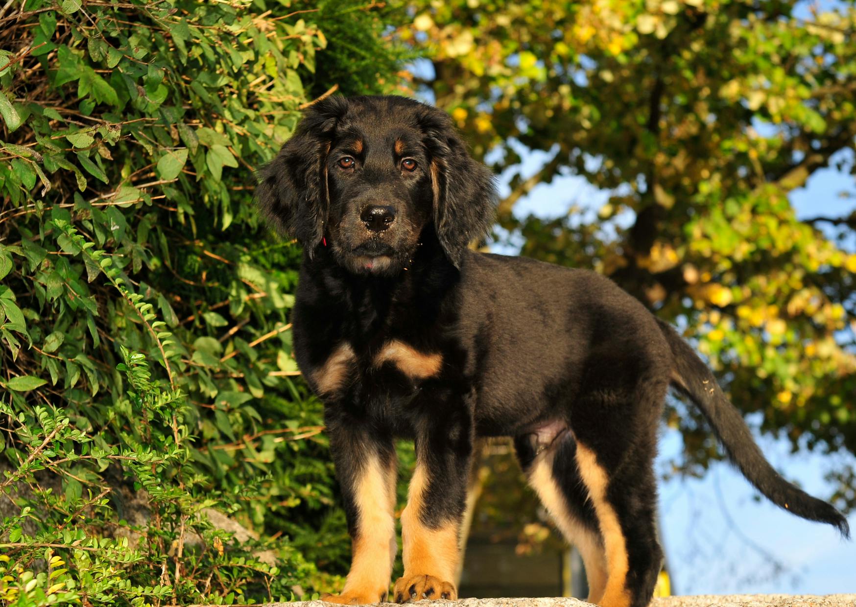 Hovawart chiot sur une pierre qui regarde vers le bas