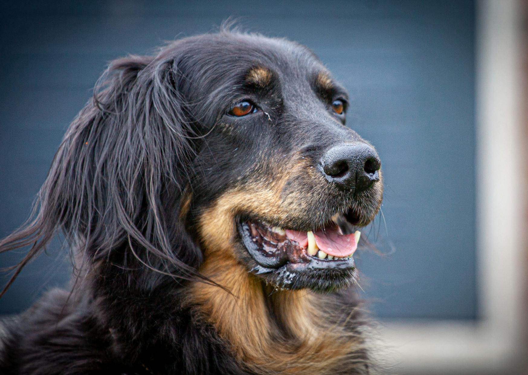 Hovawart qui regarde droit devant lui et tire la langue