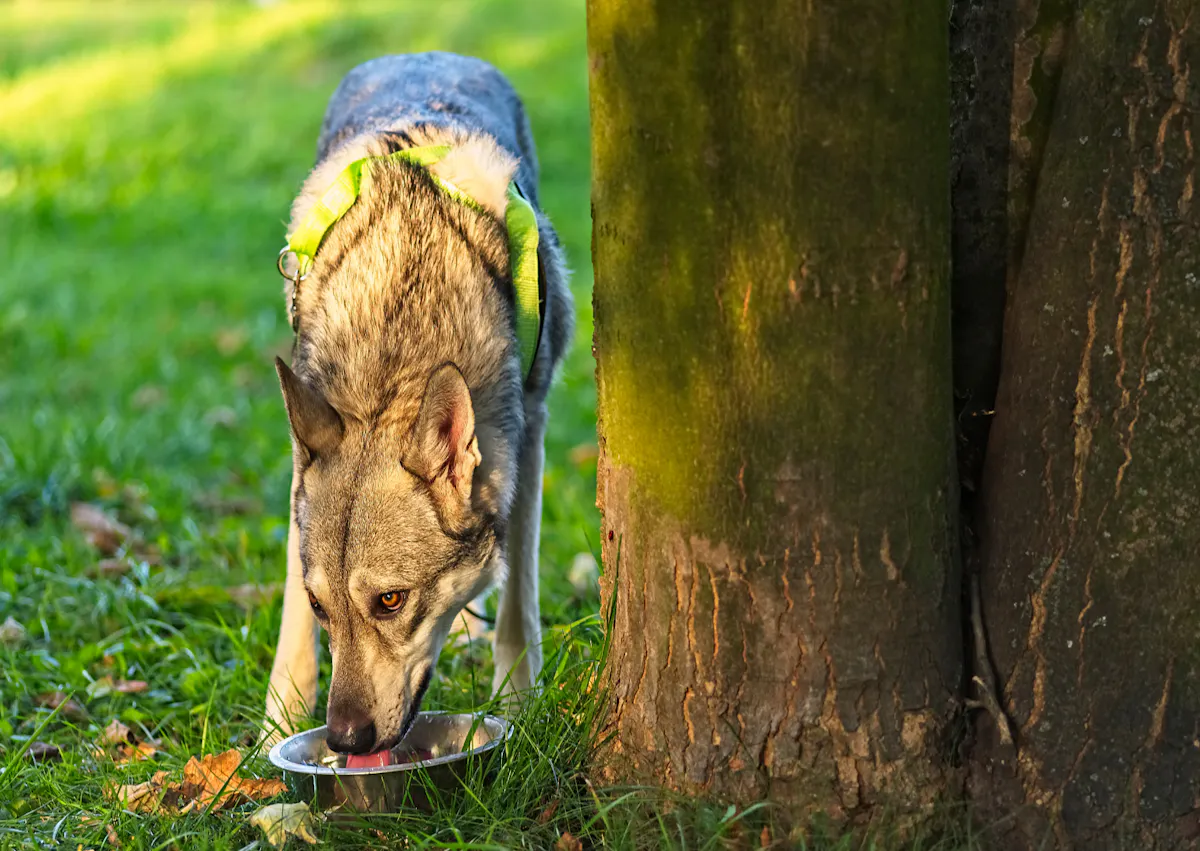 Chien loup de Saarloos qui boit dans une gamelle d'eau près d'un arbre