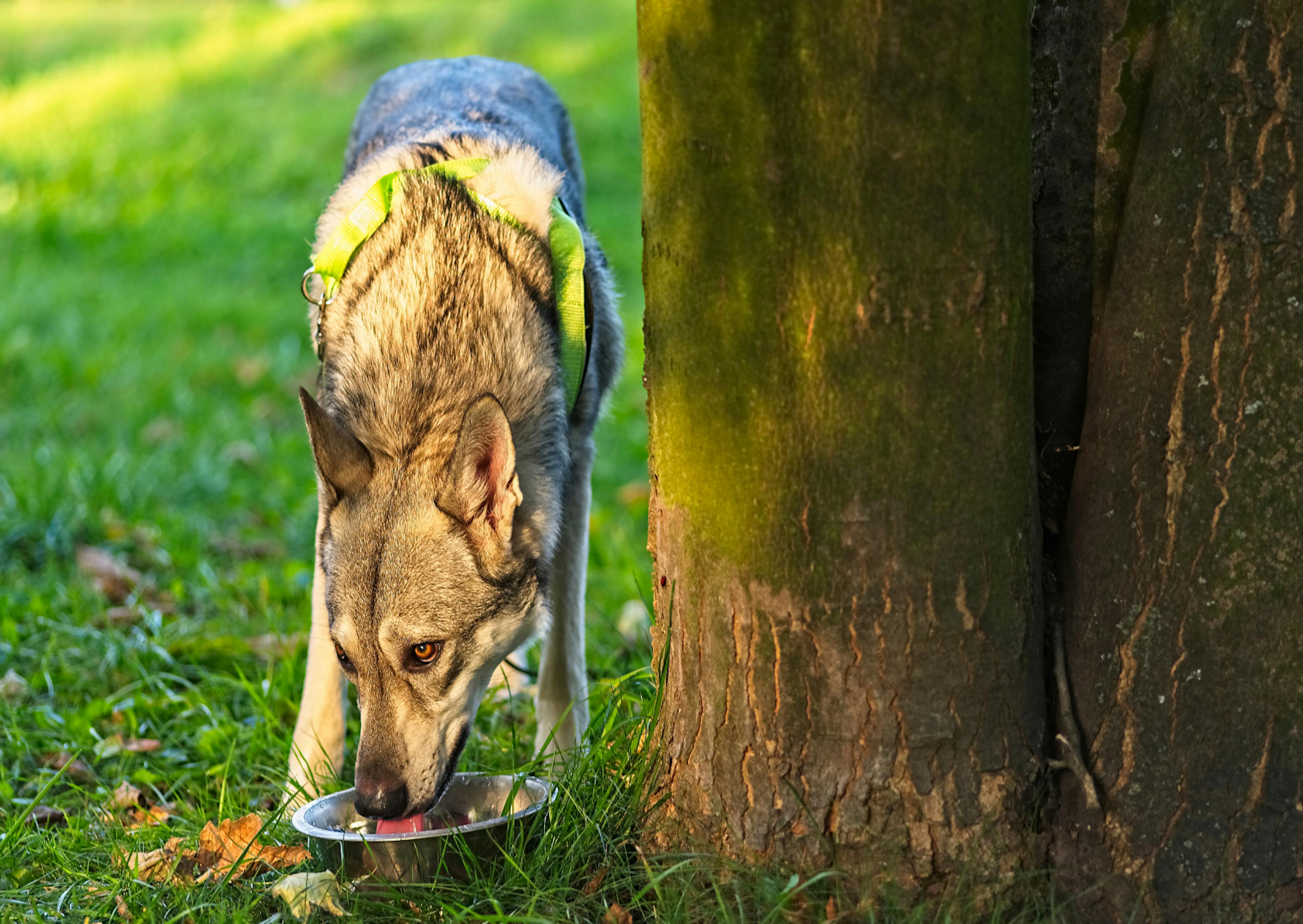 Chien loup de Saarloos qui boit dans une gamelle d'eau près d'un arbre