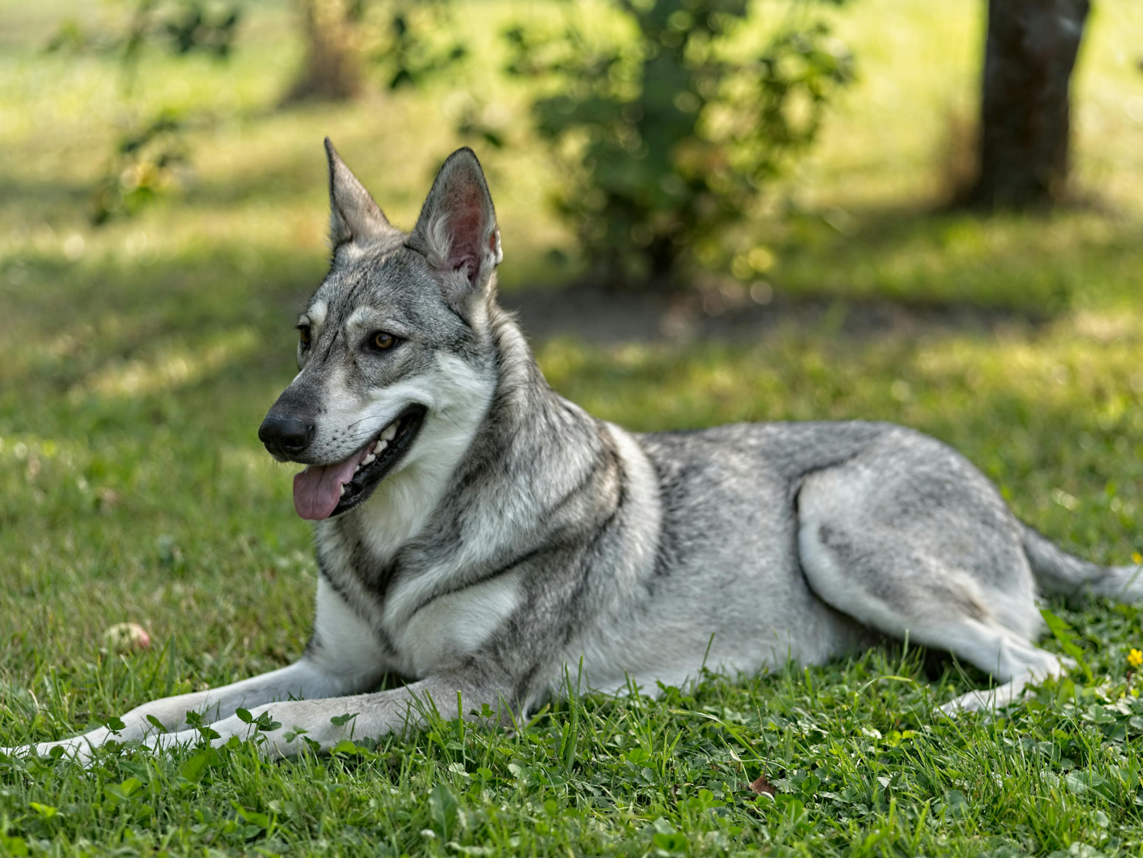 Chien loup de Saarloos couché dans une pelouse