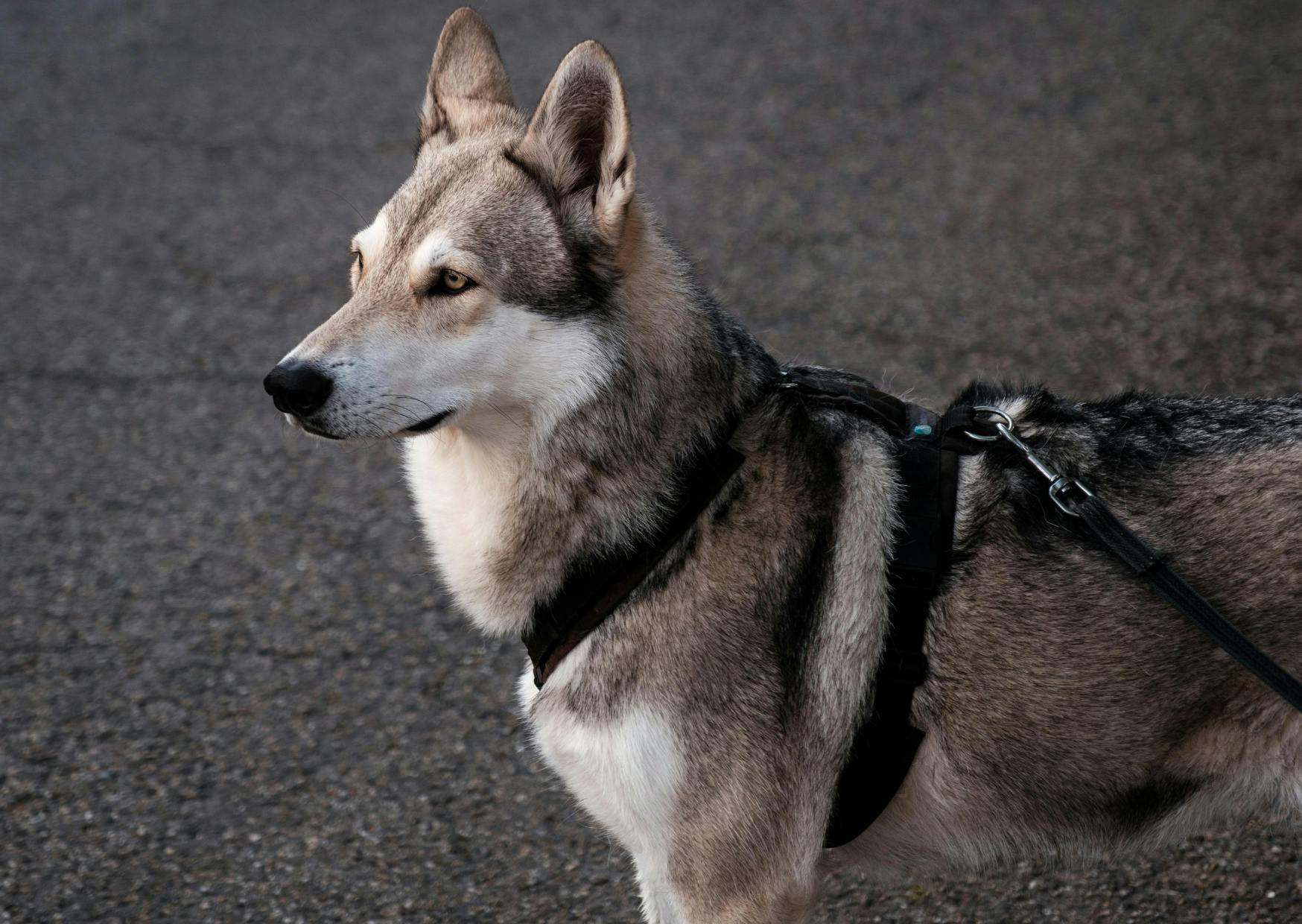 Chien loup de Saarloos qui regarde au loin, il porte un harnais