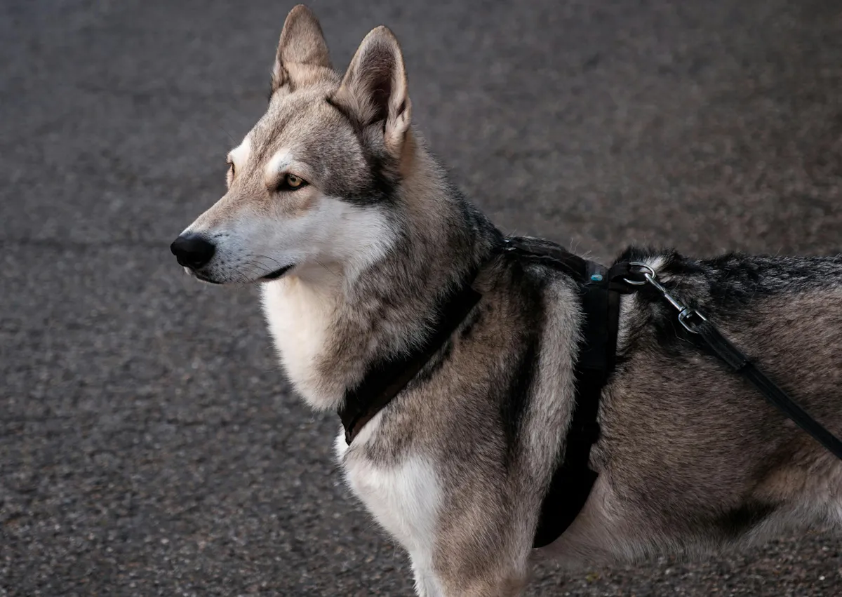 Chien loup de Saarloos qui regarde au loin, il porte un harnais
