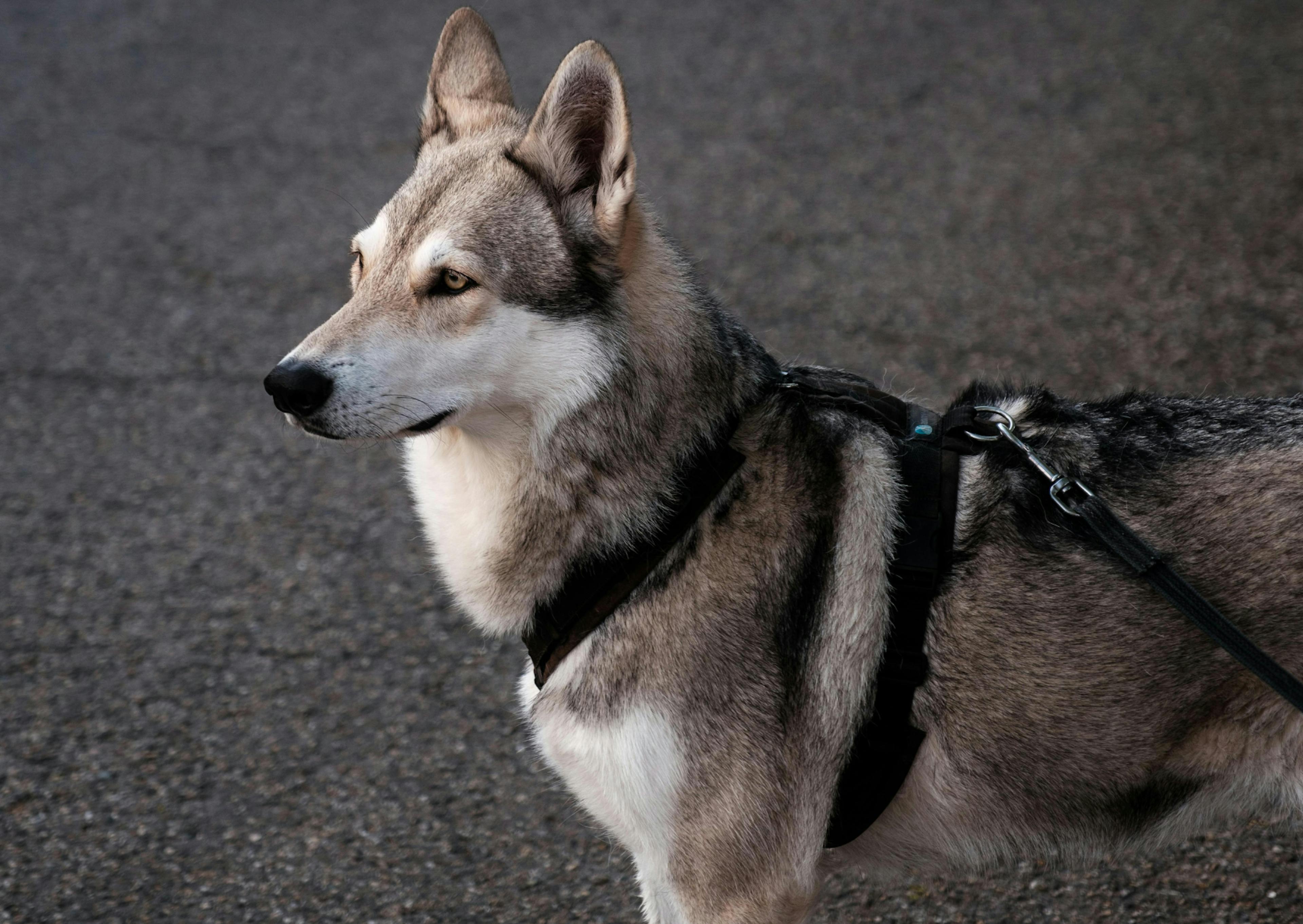 Chien loup de Saarloos qui regarde au loin, il porte un harnais