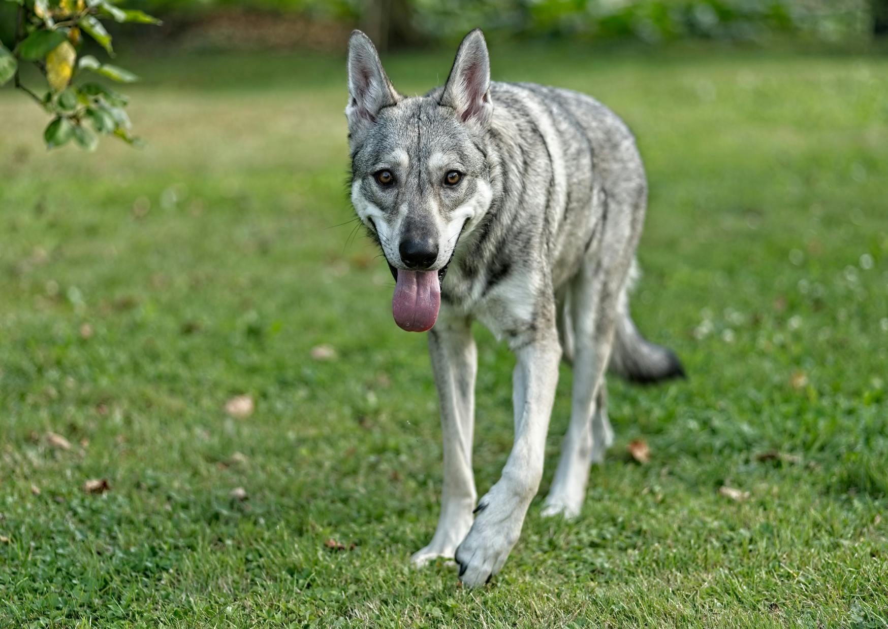 Chien loup de Saarloos qui marche doucement dans l'herbe en tirant la langue