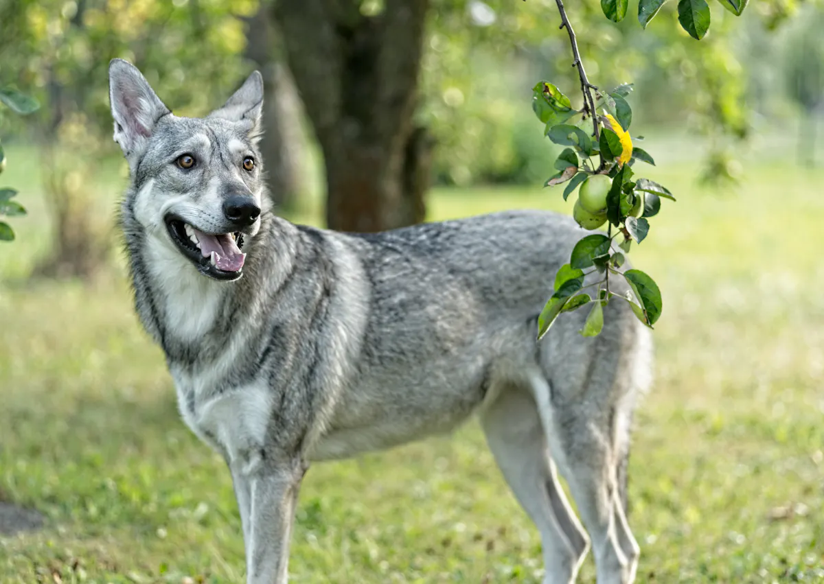 Chien loup de Saarloos debout, il regarde au loin, il y a un arbre derrière lui 