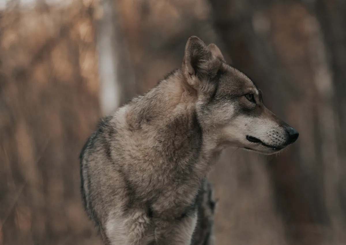 Chien loup de Saarloos qu regarde sur le côté, il est dans une forêt