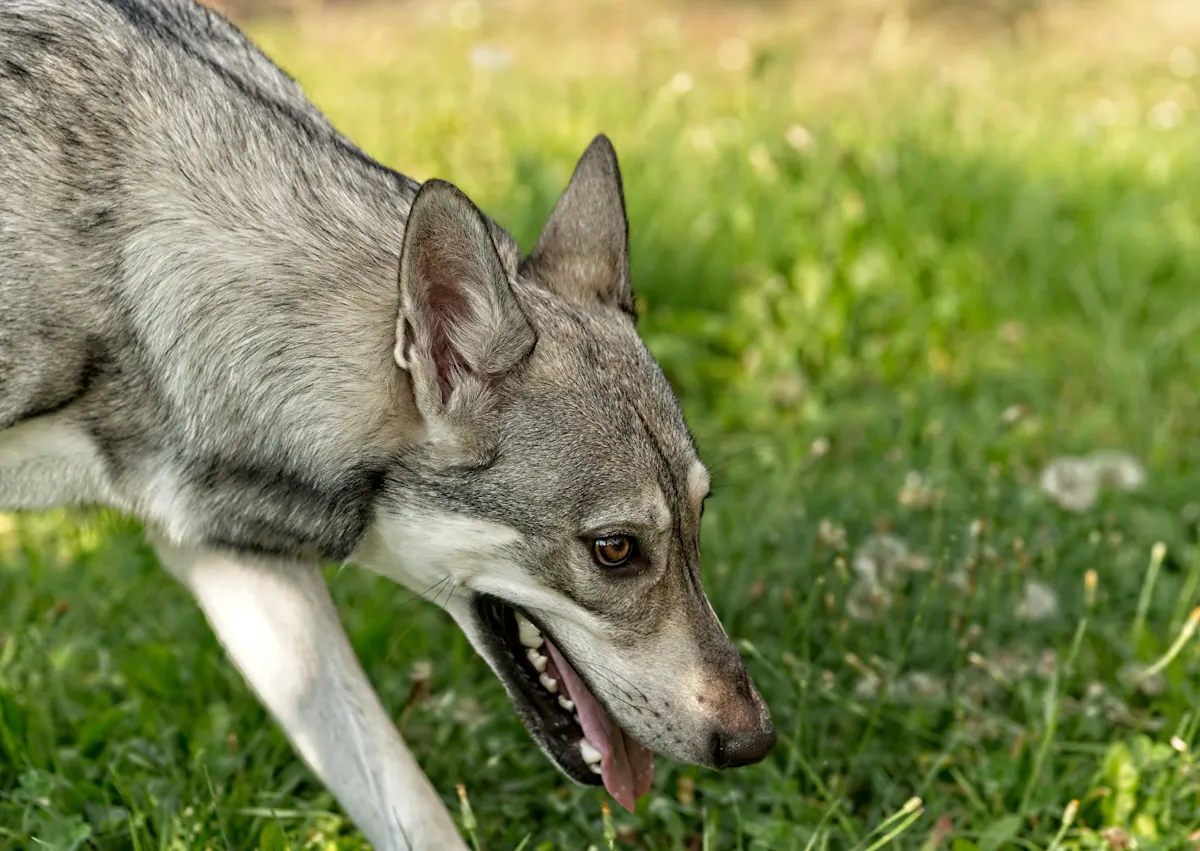 Chien loup de Saarloos qui marche dans l'herbe