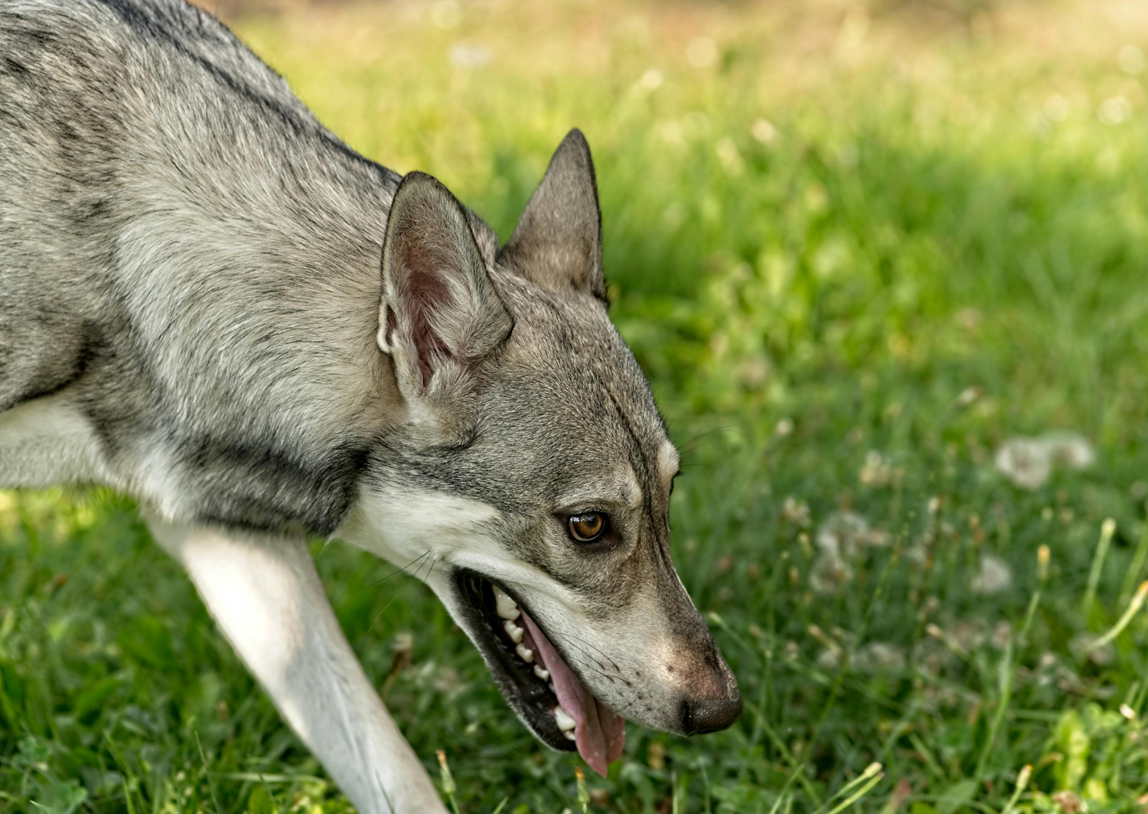 Chien loup de Saarloos qui marche dans l'herbe