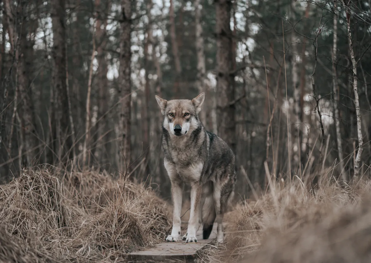 Chien loup de Saarloos qui marche sur un ponton