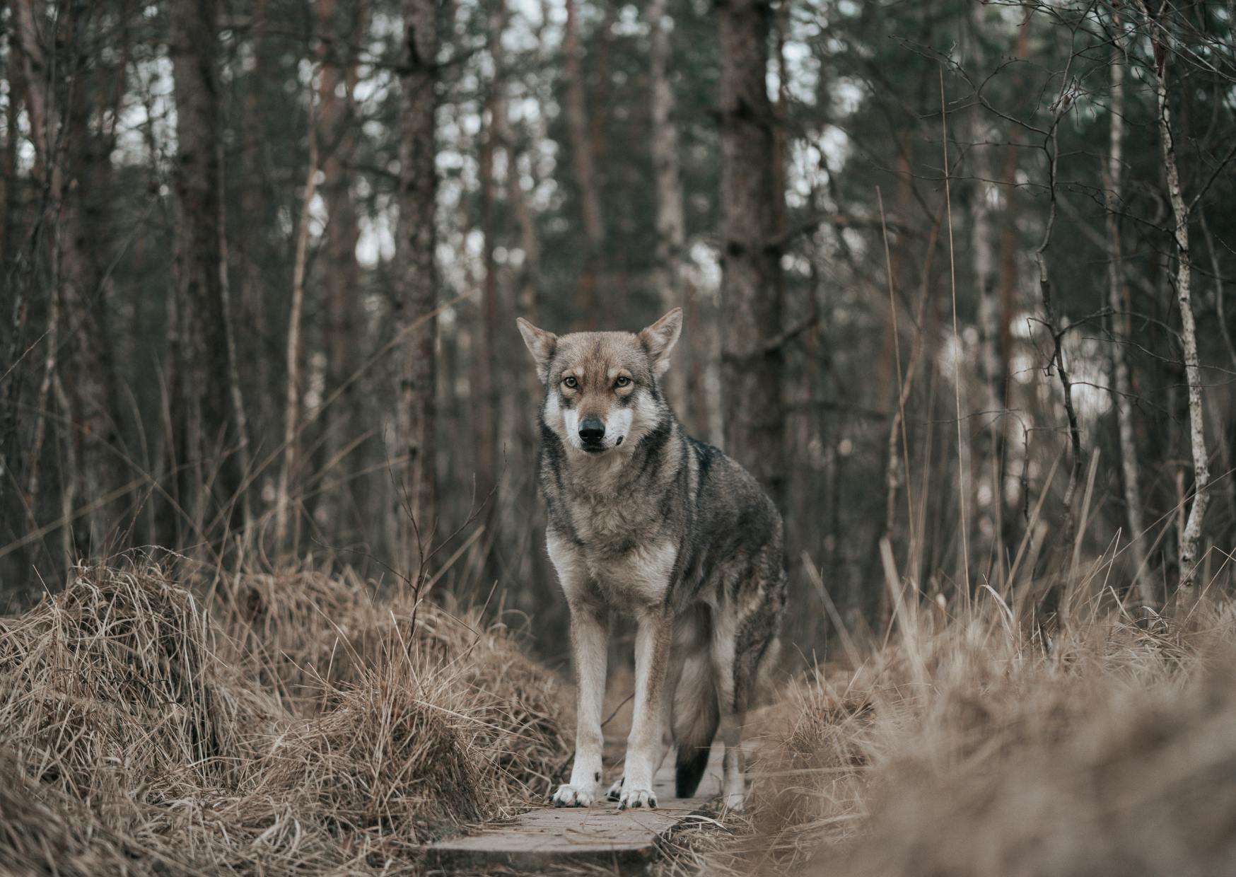 Chien loup de Saarloos qui marche sur un ponton