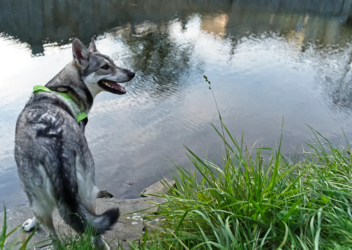 Chien loup de Saarloos qui regarde sur le côté, il y a un lac devant lui