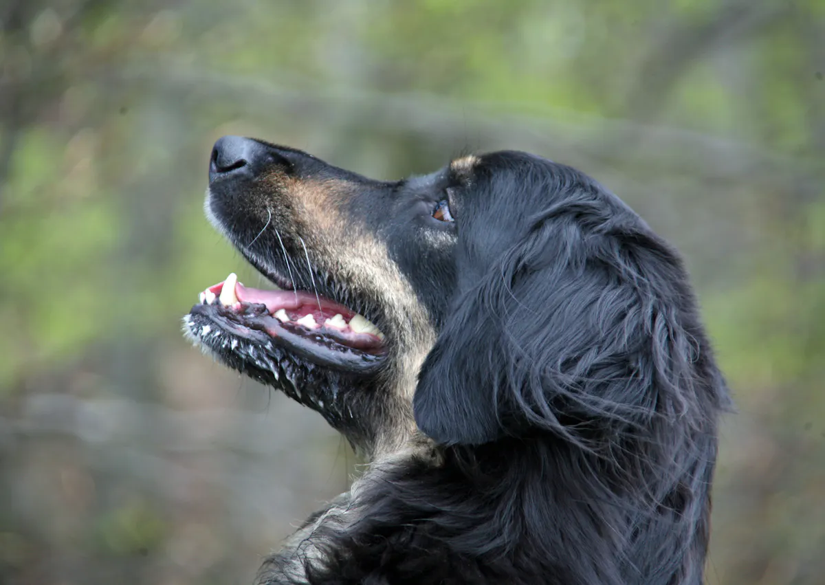 Hovawart qui regarde vers le haut, il y a une forêt en arrière plan