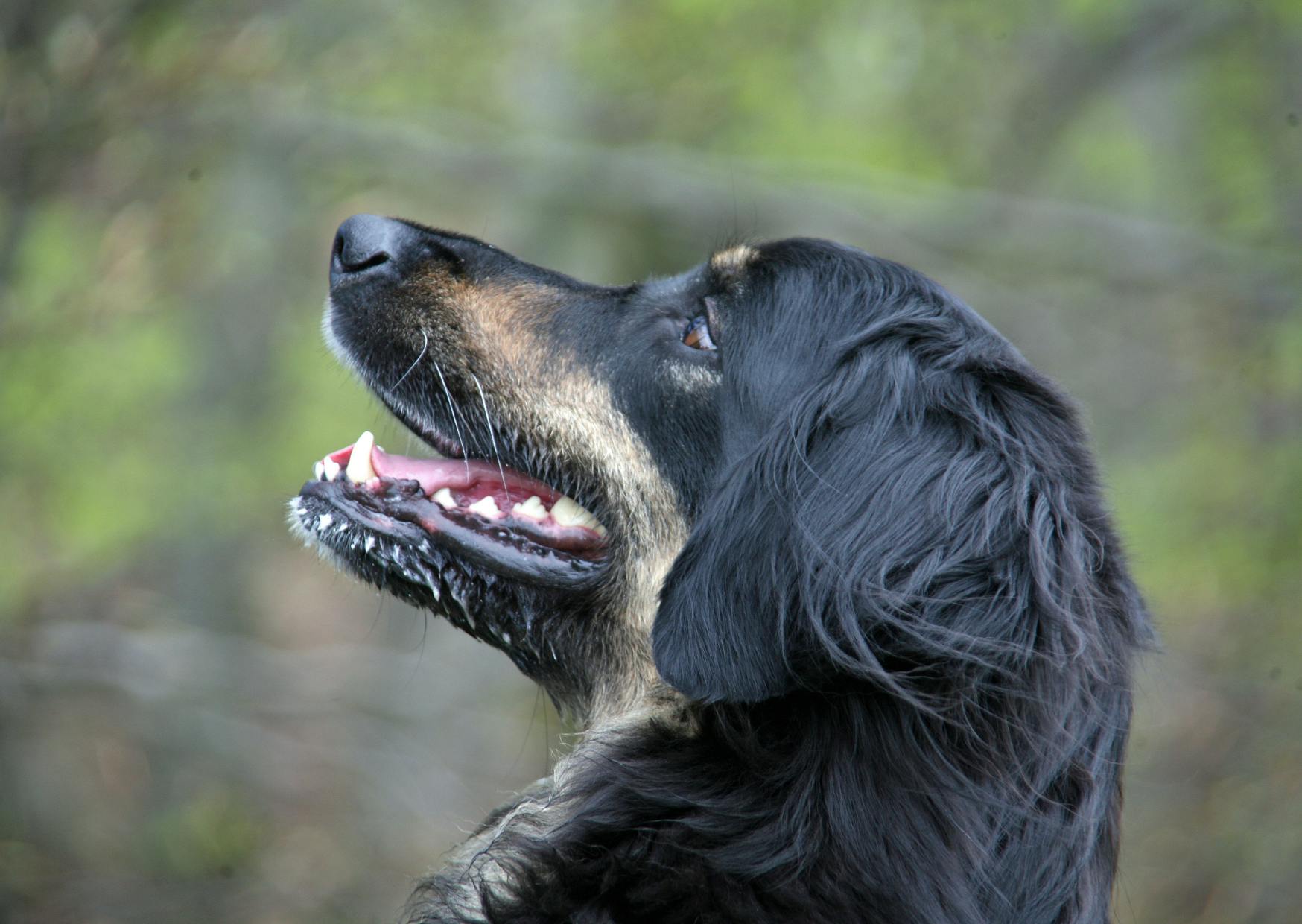 Hovawart qui regarde vers le haut, il y a une forêt en arrière plan