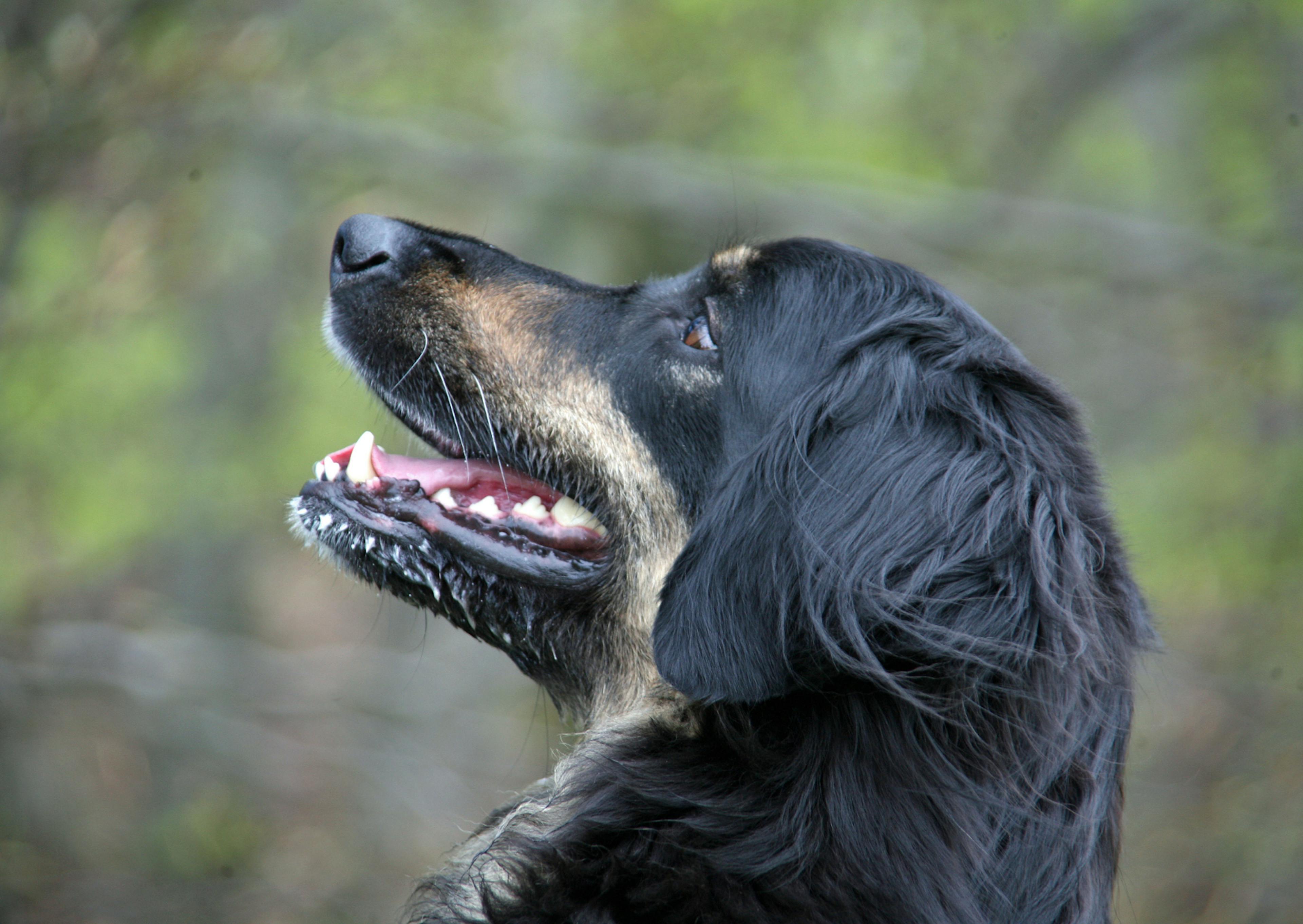 Hovawart qui regarde vers le haut, il y a une forêt en arrière plan