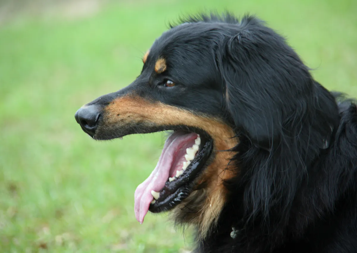 Hovawart  qui baille, il y a de la pelouse derrière lui 