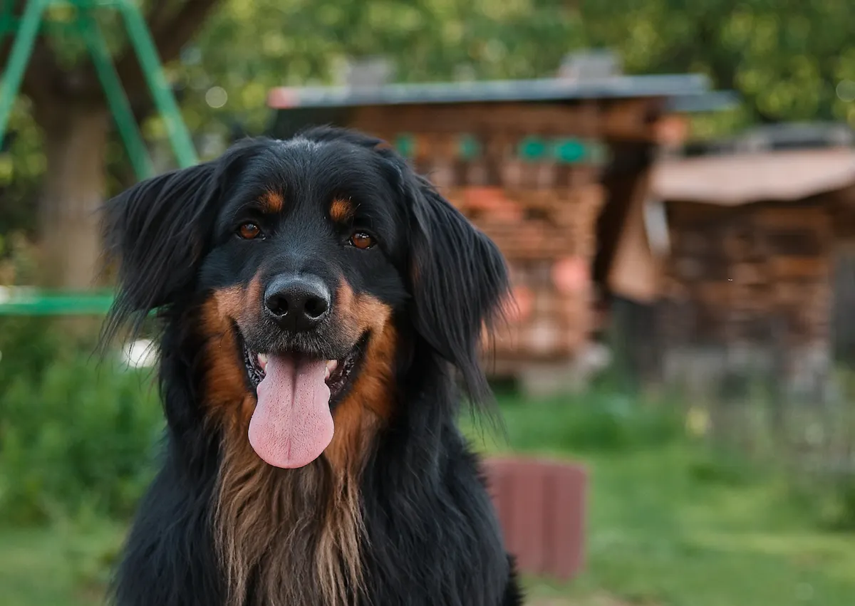 Hovawart  qui regarde l'objectif en tirant la langue, il y a des tas de bois derrière lui 