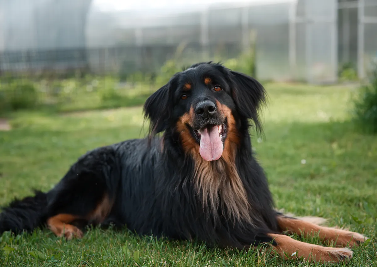 Hovawart couché sur une pelouse