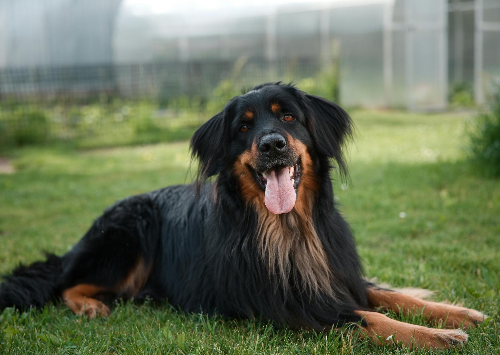Hovawart couché sur une pelouse