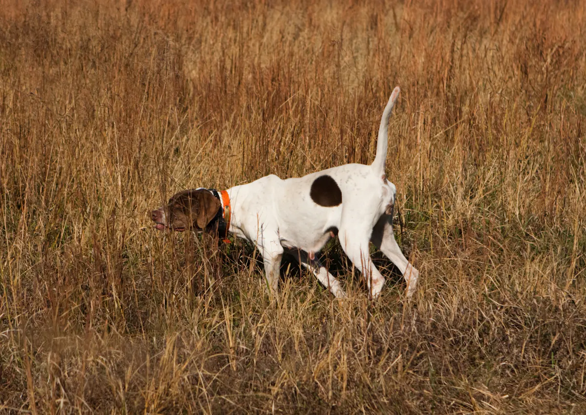 chiens d’arrêt qui renifle dans un champs