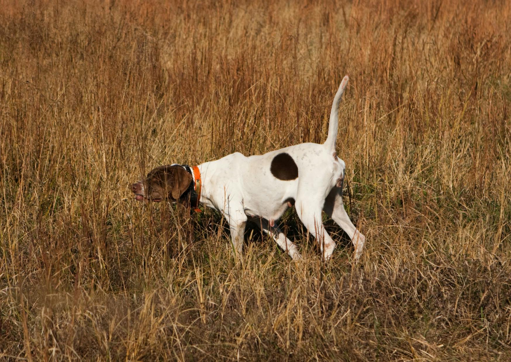 chiens d’arrêt qui renifle dans un champs