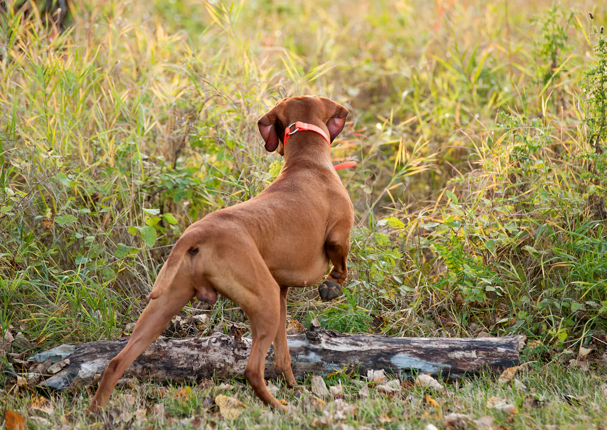 chiens d’arrêt qi regarde au loin et hésite à partir