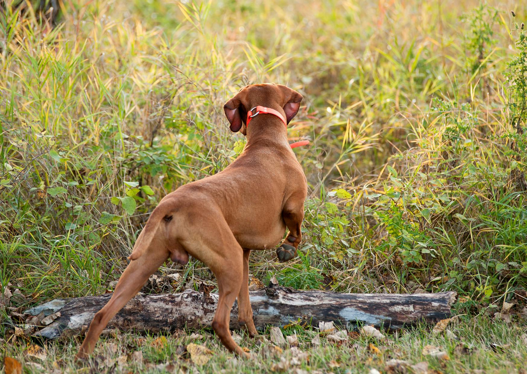 chiens d’arrêt qi regarde au loin et hésite à partir