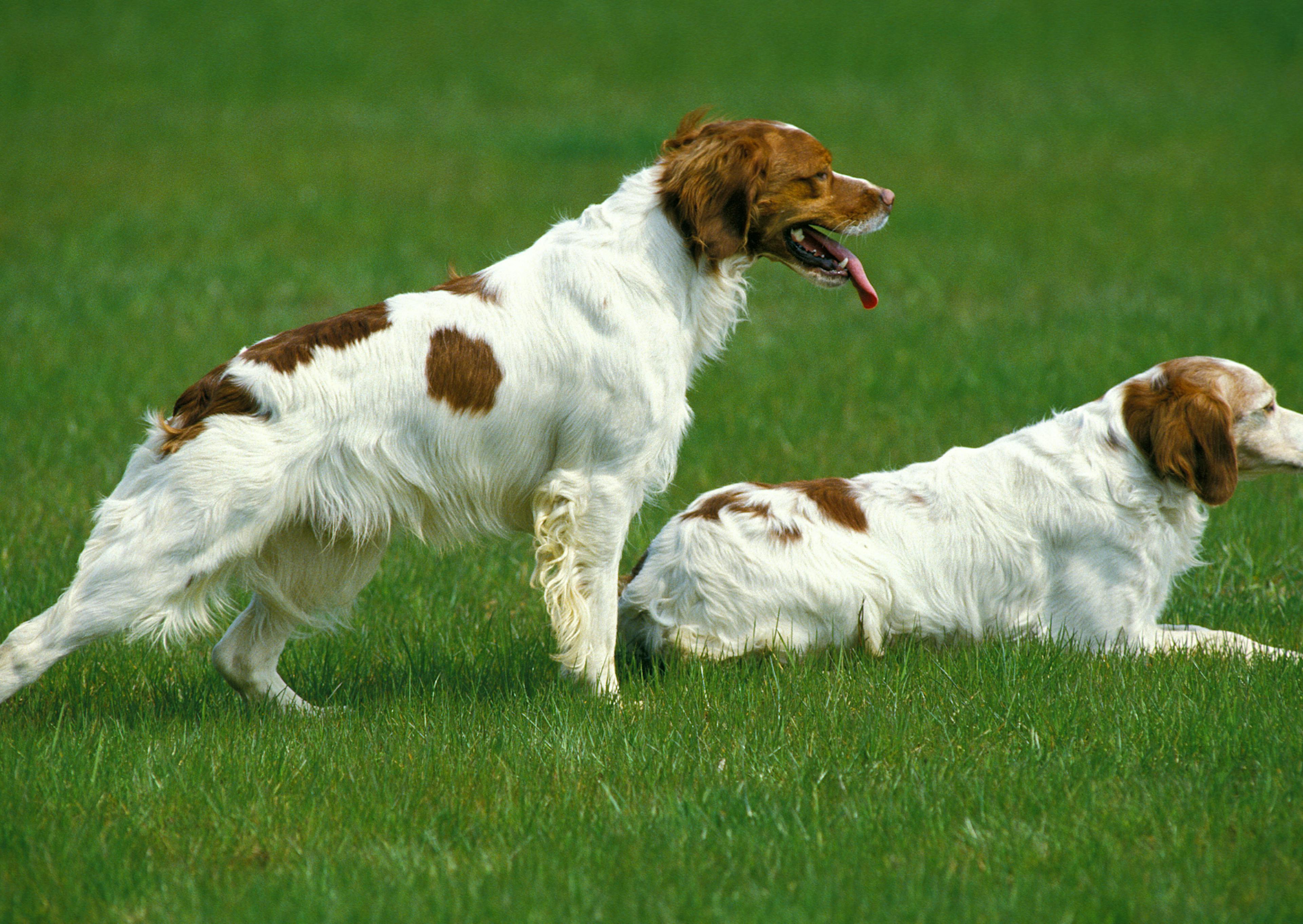 2 chiens d’arrêt attentif dans une pelouse
