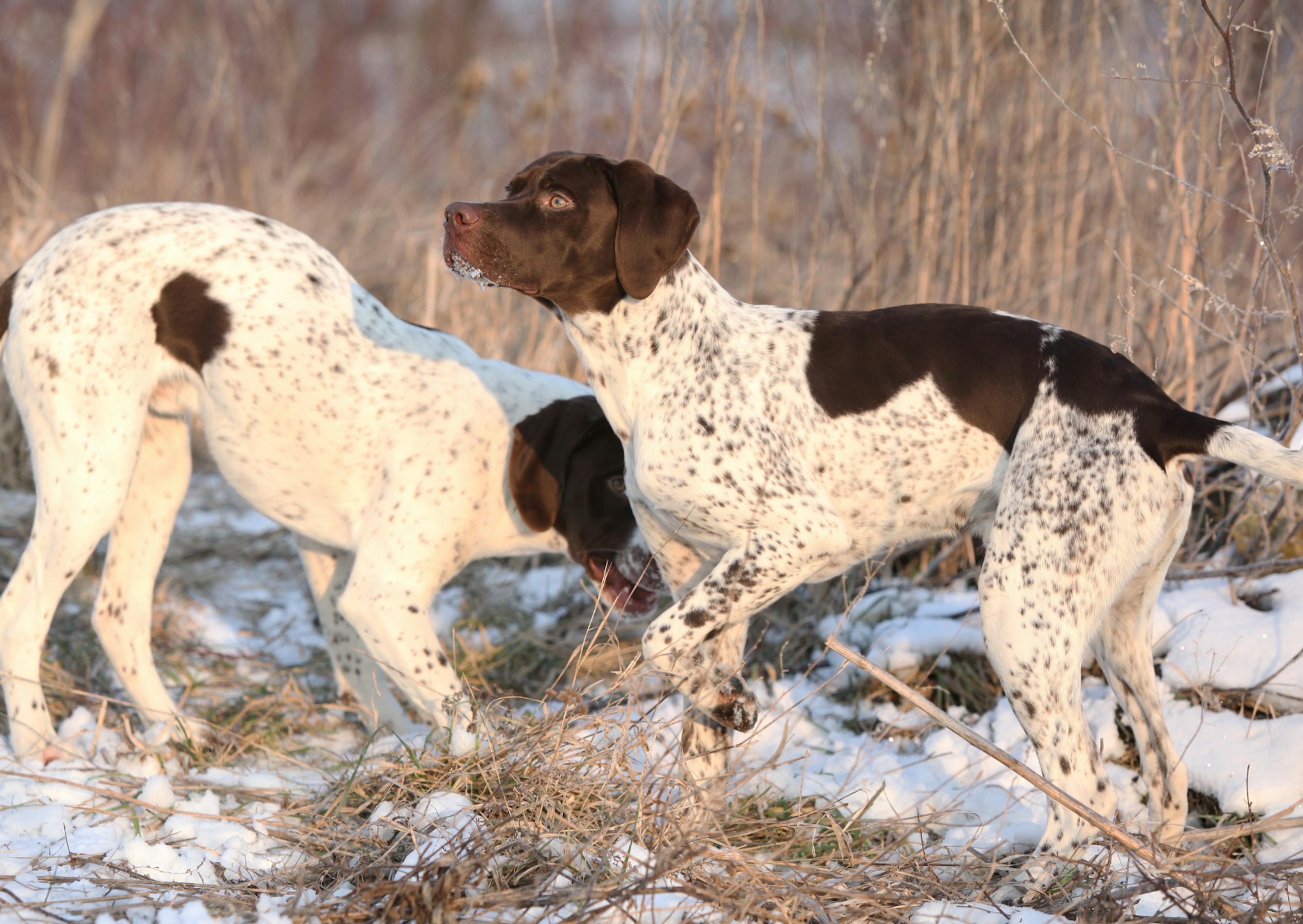 2 chiens d’arrêt qui cherchent