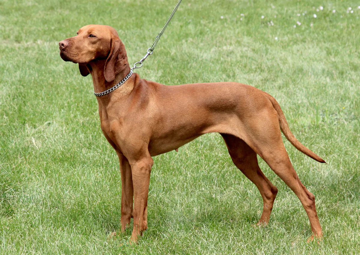 chiens d’arrêt qui se tient droit dans une pelouse