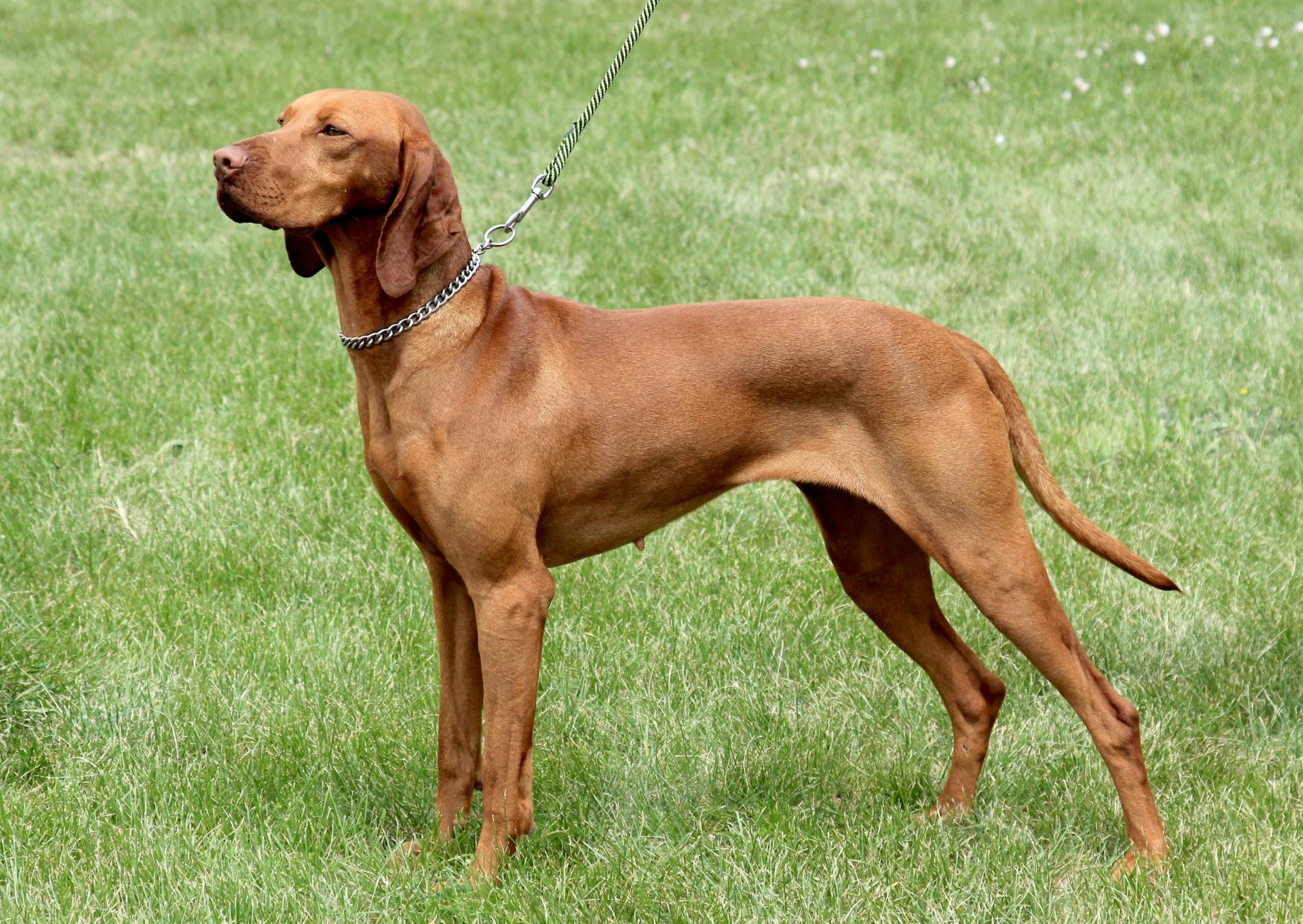 chiens d’arrêt qui se tient droit dans une pelouse