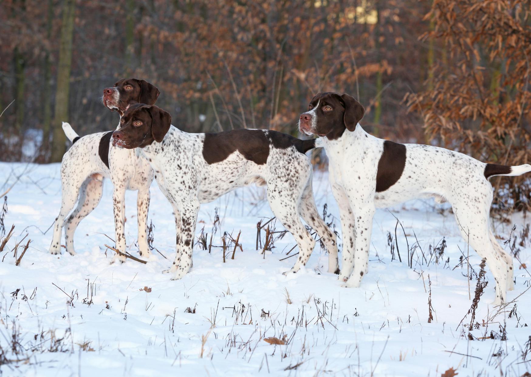 3 chiens d’arrêt qui regarde au loin dans la neige