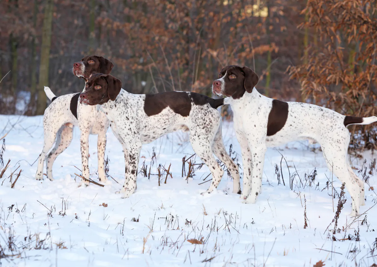 3 chiens d’arrêt qui regarde au loin dans la neige 