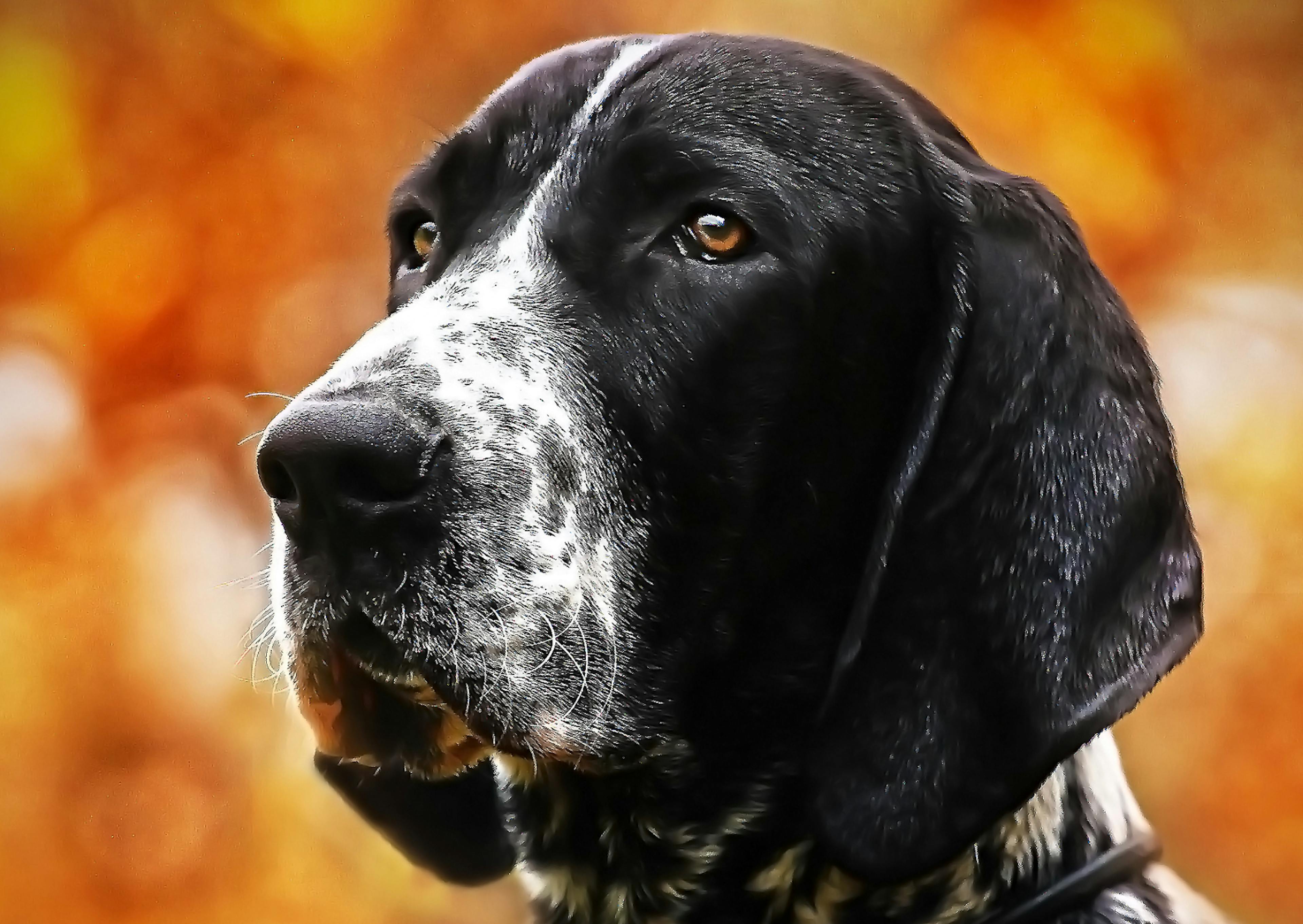 chiens d’arrêt qui est attentif à ce qu'il se passe devant lui 